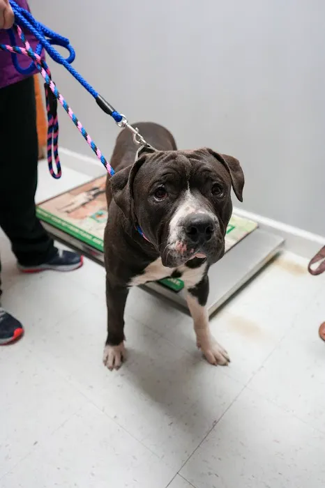 Ace of Spays: Optimizing Spay/Neuter Care Picture 2