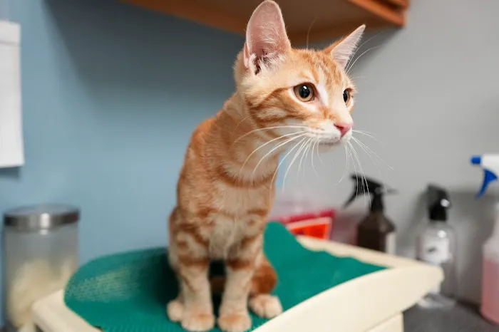 Ace of Spays: Optimizing Spay/Neuter Care Picture 3