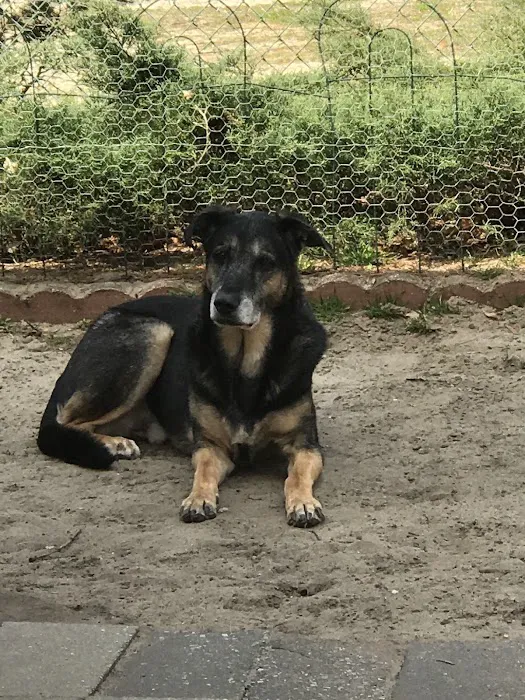 Ace of Spays: Optimizing Spay/Neuter Care Picture 4