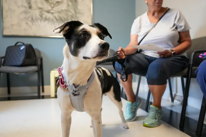 Ace of Spays: Optimizing Spay/Neuter Care Picture 5