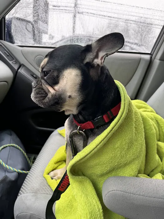 Ace of Spays: Optimizing Spay/Neuter Care Picture 6