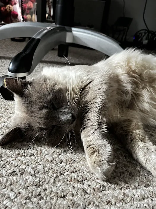 Ace of Spays: Optimizing Spay/Neuter Care Picture 7