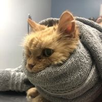 Veterinary Care Resources ico