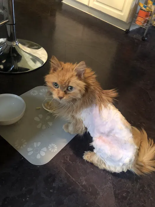 Veterinary Care Resources Picture 3