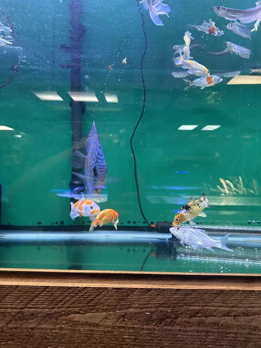 Twins Aquarium Picture 2