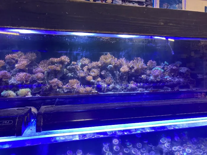 Twins Aquarium Picture 10