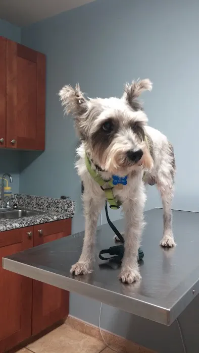 HousePaws Mobile Veterinary Service of Mount Laurel Picture 3