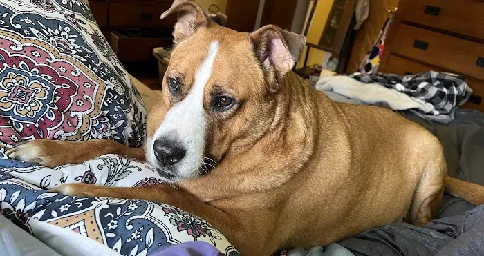 HousePaws Mobile Veterinary Service of Mount Laurel Picture 4