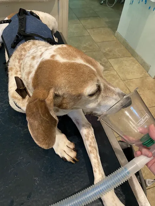 HousePaws Mobile Veterinary Service of Mount Laurel Picture 6