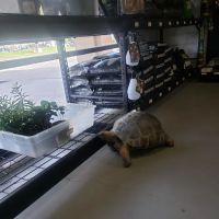 The Serpentarium, Inc. ico