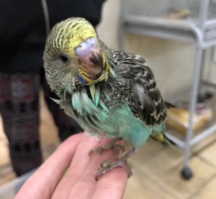 Feather Farm Picture 1