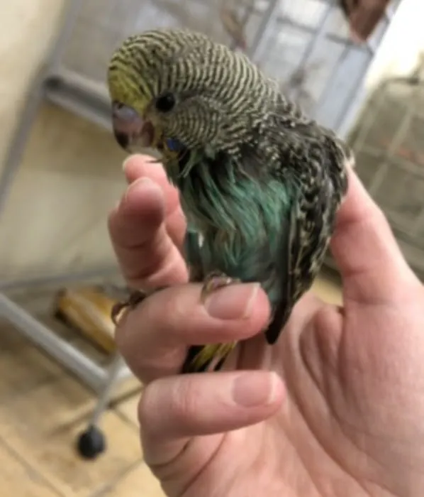 Feather Farm Picture 5