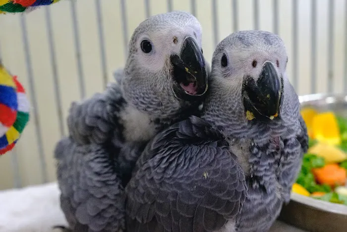 Feather Farm Picture 8