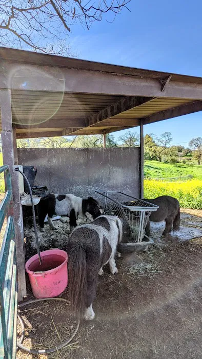 Feather Farm Picture 10