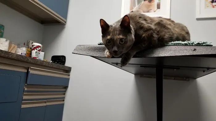 Holland Veterinary Care Picture 4