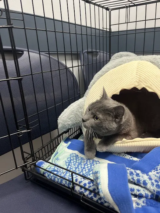 Holland Veterinary Care Picture 5