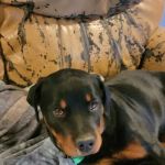 Veterinary Specialty & Emrgency Center: Chapman Peter DVM