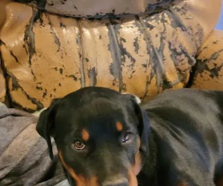 Veterinary Specialty & Emrgency Center: Chapman Peter DVM