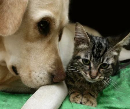 Richboro Veterinary Hospital
