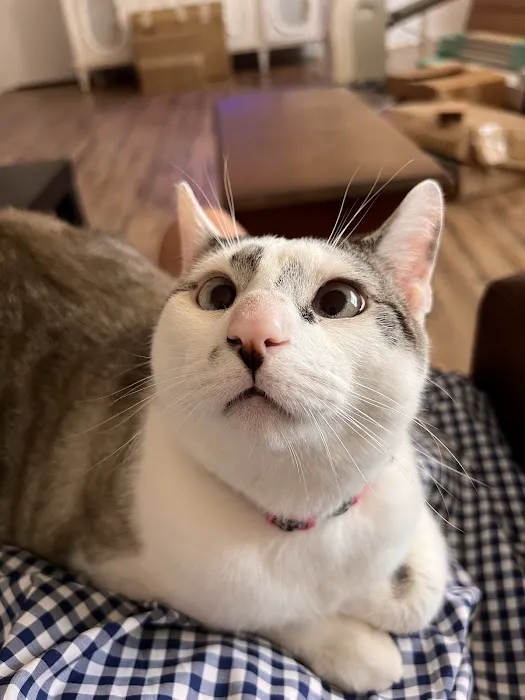 Richboro Veterinary Hospital Picture 2