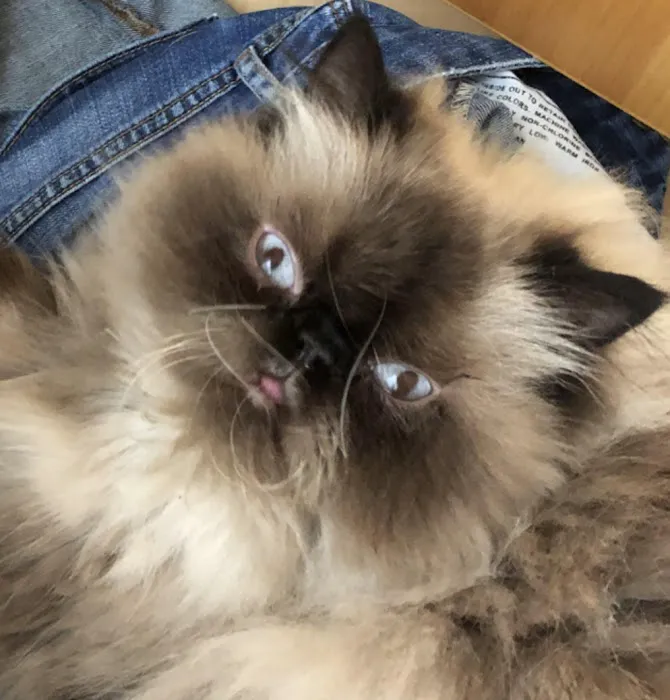 Richboro Veterinary Hospital Picture 6