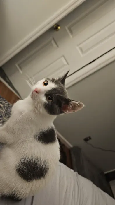 Vetco Vaccination Clinic Picture 3