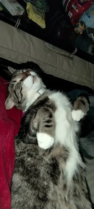 Vetco Vaccination Clinic Picture 4