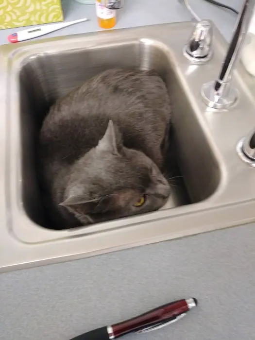 Thoreau Veterinary Hospital Picture 6