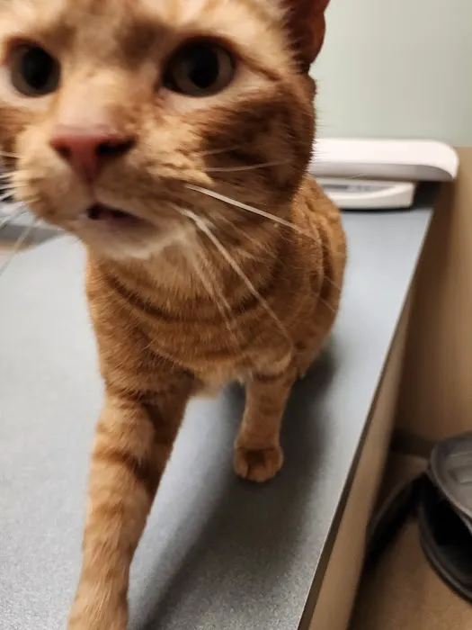 Thoreau Veterinary Hospital Picture 7