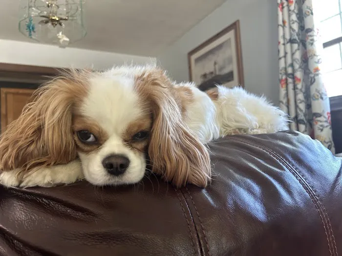 Wareham Animal Hospital Picture 2