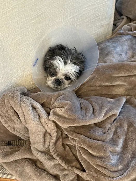 Wareham Animal Hospital Picture 5