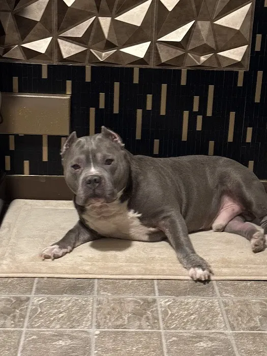 Wareham Animal Hospital Picture 7