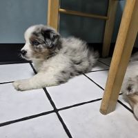 Animal House ico