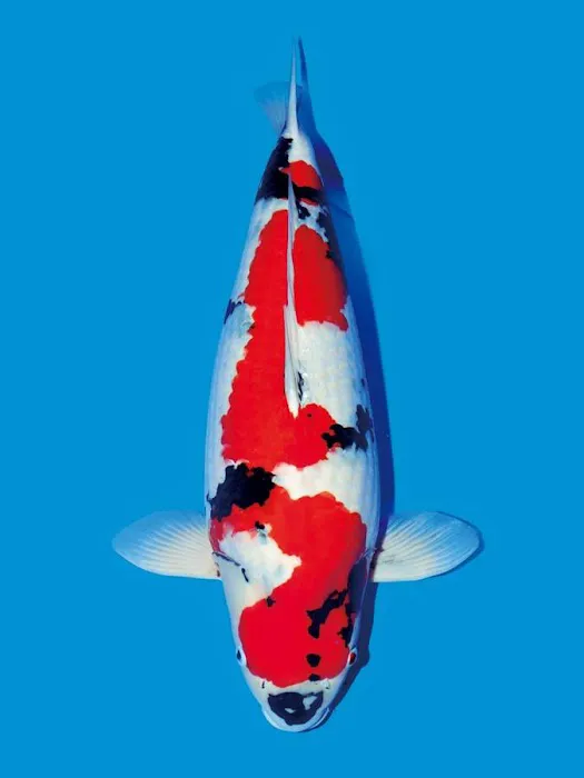 KL JAPANESE KOI Picture 1