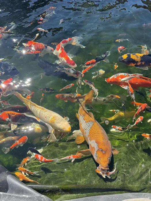 KL JAPANESE KOI Picture 3