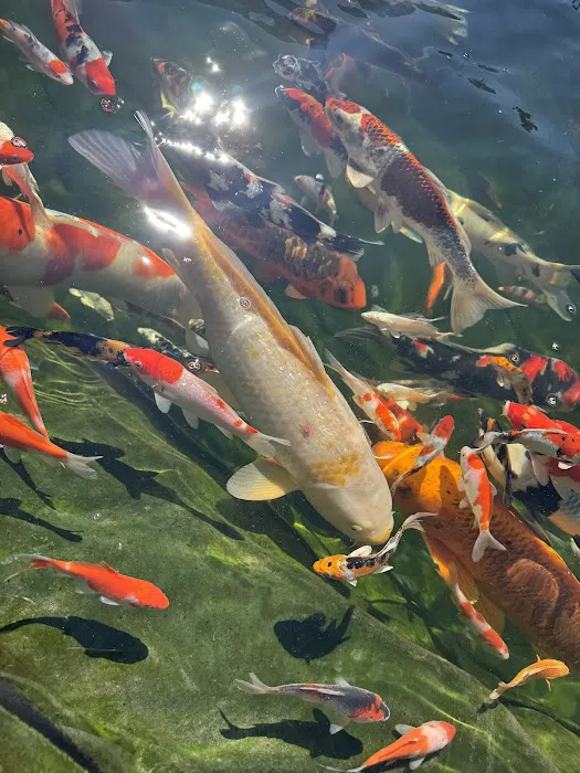 KL JAPANESE KOI Picture 4