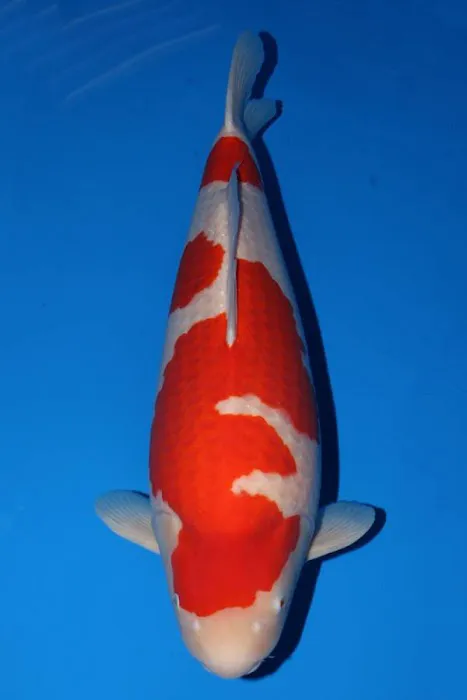 KL JAPANESE KOI Picture 5