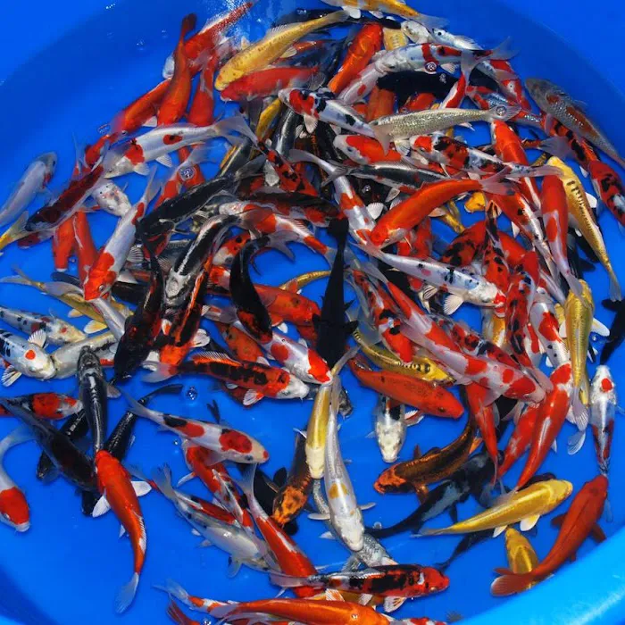 KL JAPANESE KOI Picture 7