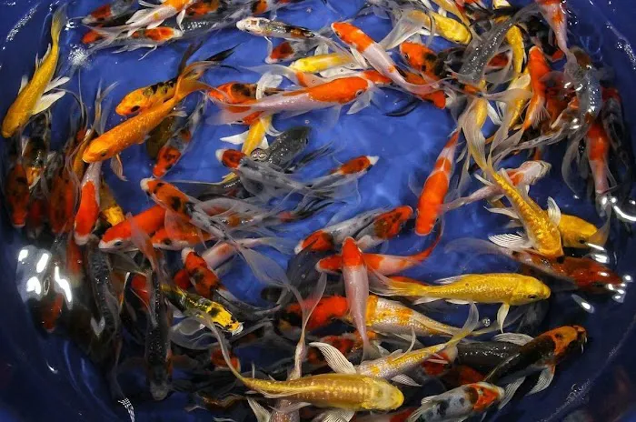 KL JAPANESE KOI Picture 9