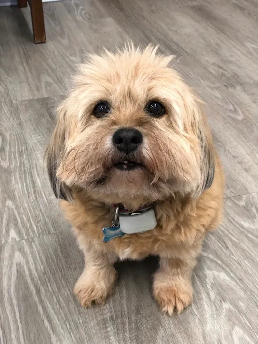 Veterinary Cancer Specialists of New England Picture 3