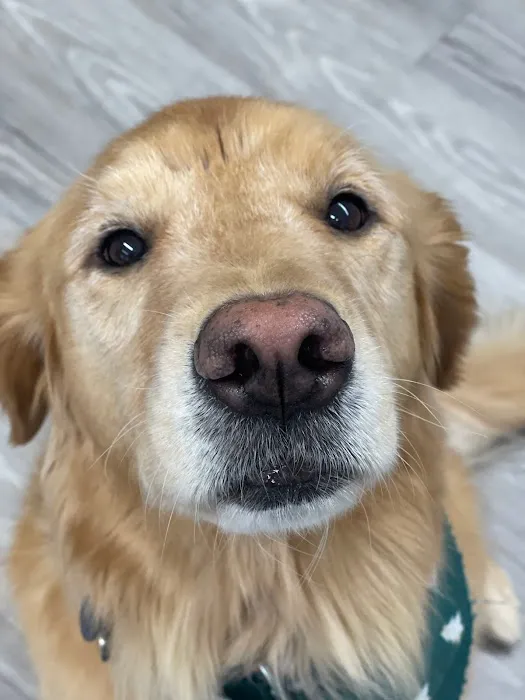 Veterinary Cancer Specialists of New England Picture 2