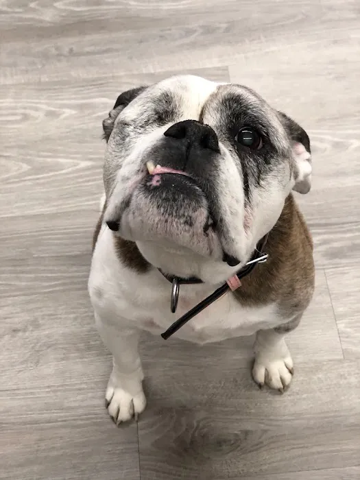 Veterinary Cancer Specialists of New England Picture 5