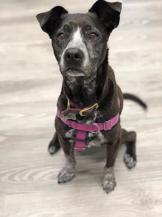 Veterinary Cancer Specialists of New England Picture 4