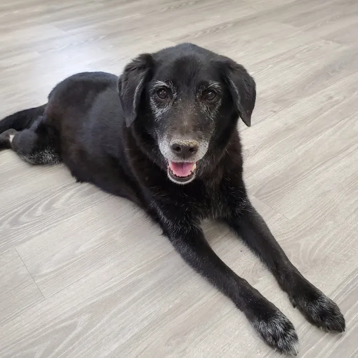 Veterinary Cancer Specialists of New England Picture 6