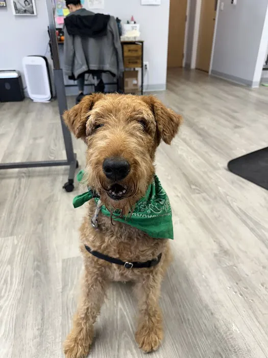 Veterinary Cancer Specialists of New England Picture 8