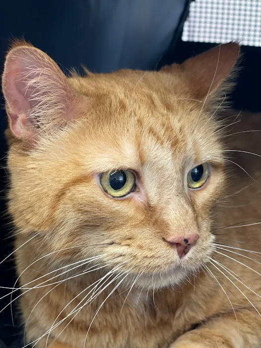 Veterinary Cancer Specialists of New England Picture 10