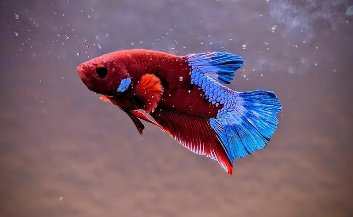 916 Aquatics Picture 2