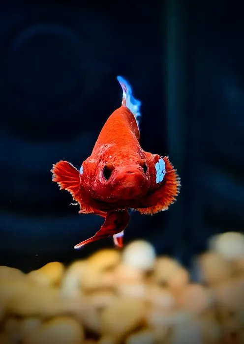 916 Aquatics Picture 8