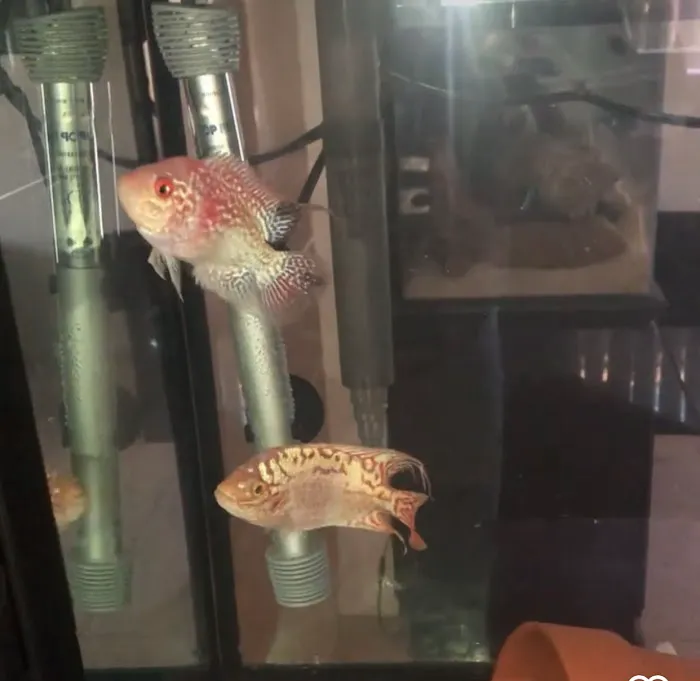 916 Aquatics Picture 9