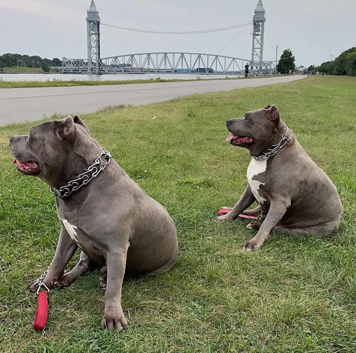 Buzzards Bay Veterinary Associates Picture 6